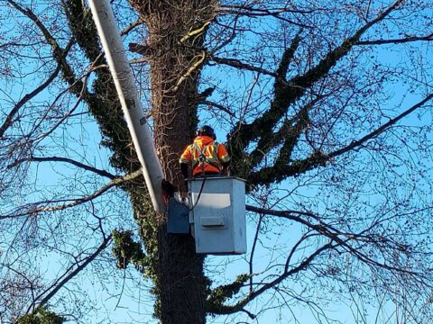 Tree Trimming | J and R Outdoor Services